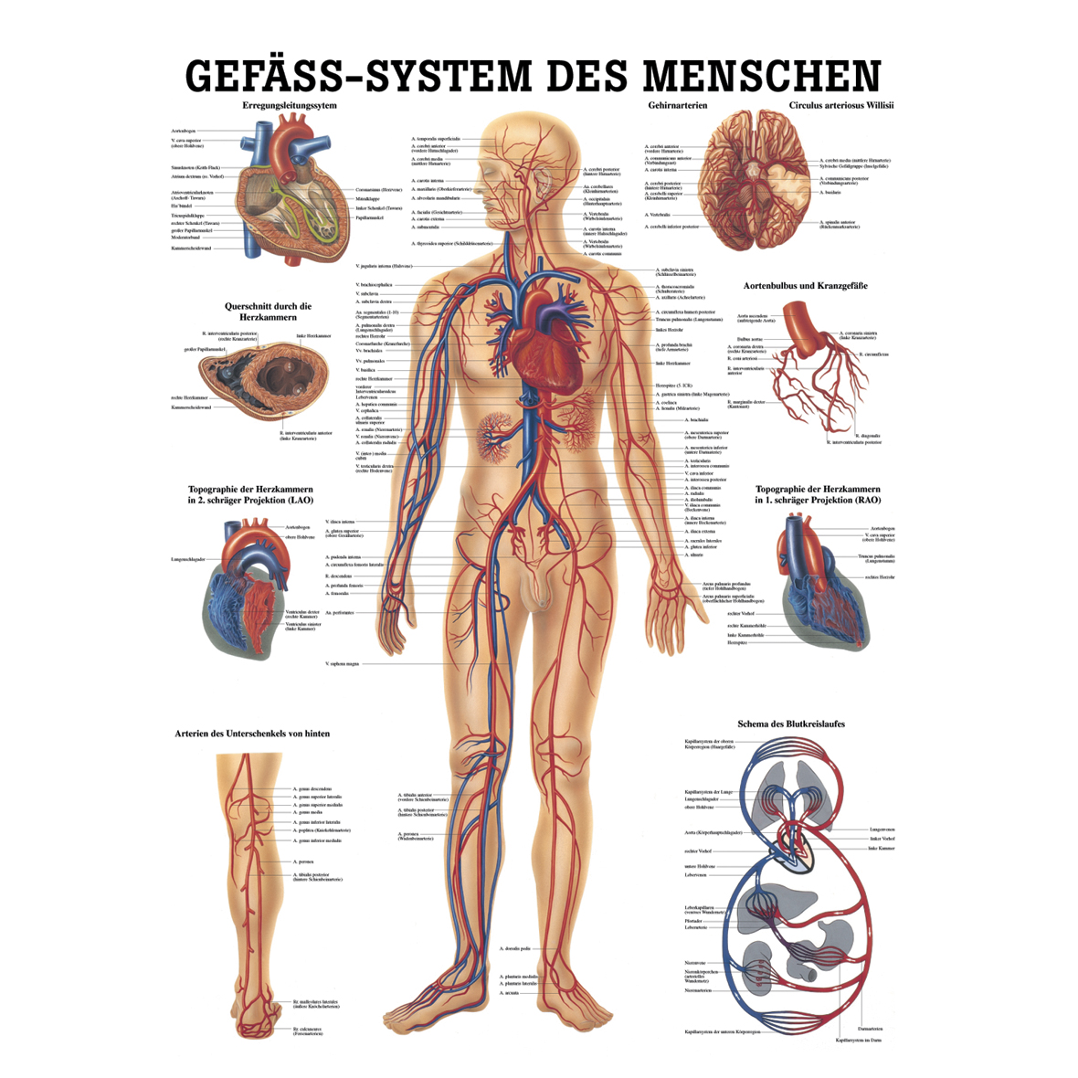Anatomische Lehrtafel \"Das Gefässsystem des Menschen  34 x 24\"